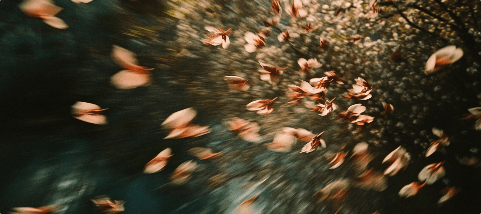 leaves