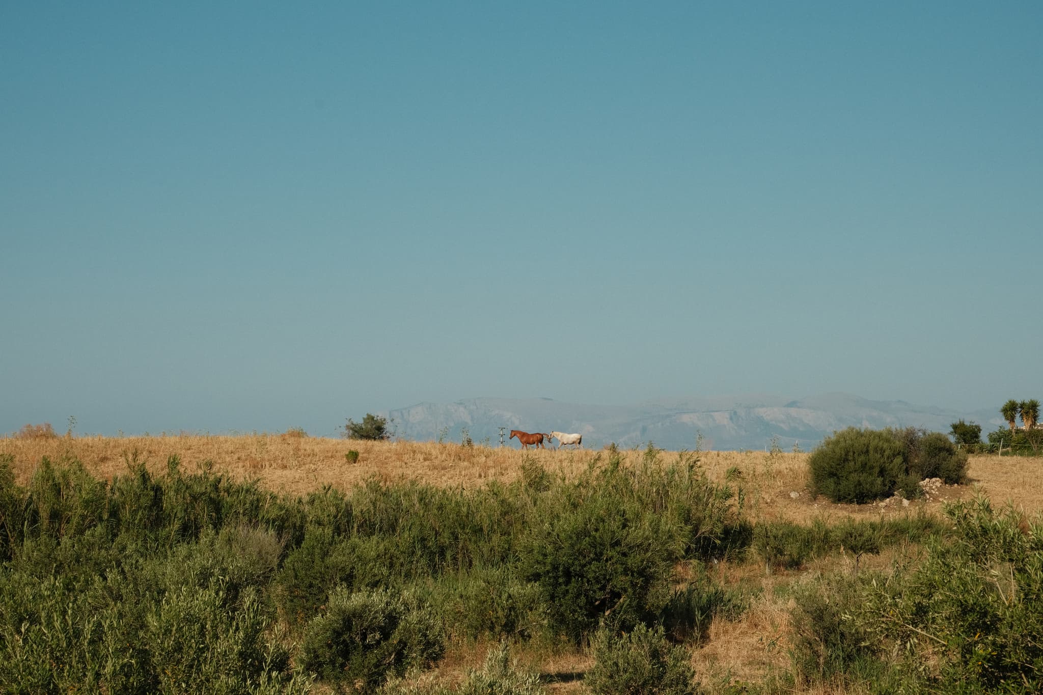 horsies